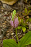 Pink lady's slipper <BR>Moccasin flower